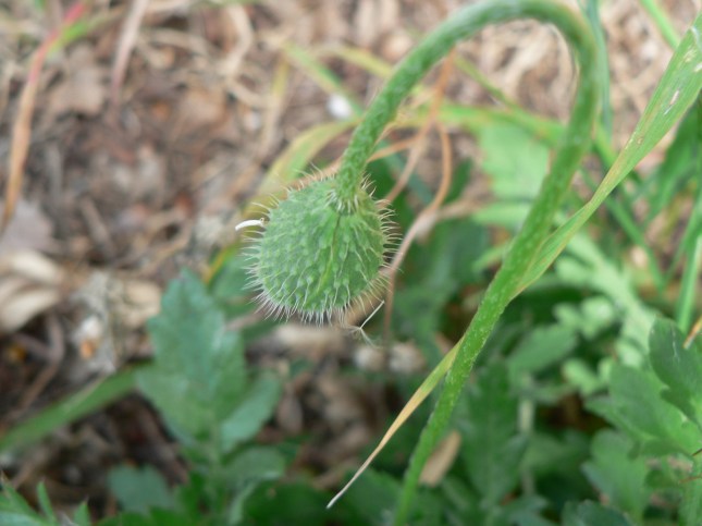 Papaver rhoeas (5)