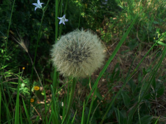 pappo di Uruspermum d (1)