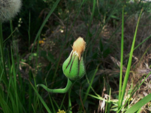 pappo di Uruspermum d (2)