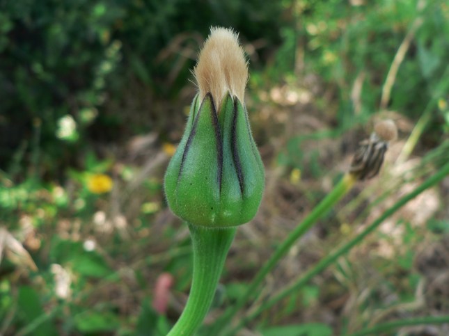 pappo di Uruspermum d (3)