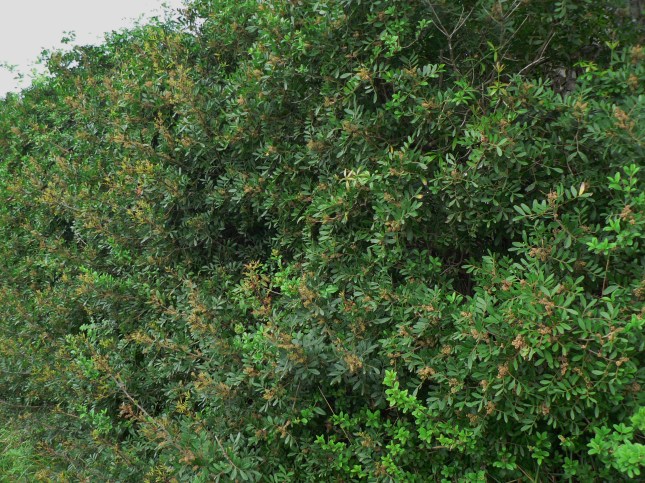 Pistacia lentiscus (1)