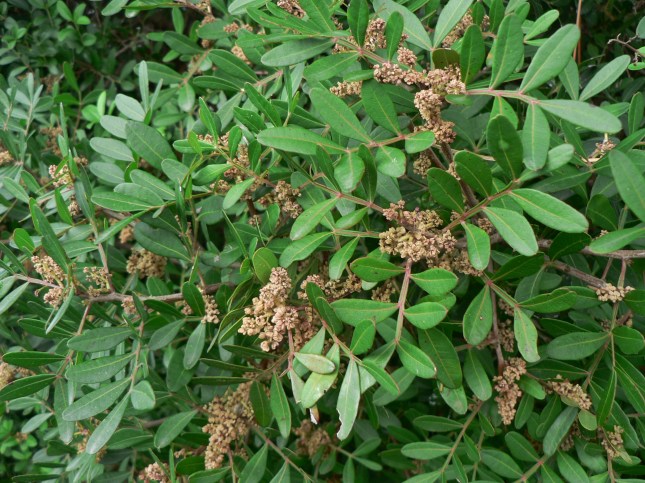 Pistacia lentiscus (2)