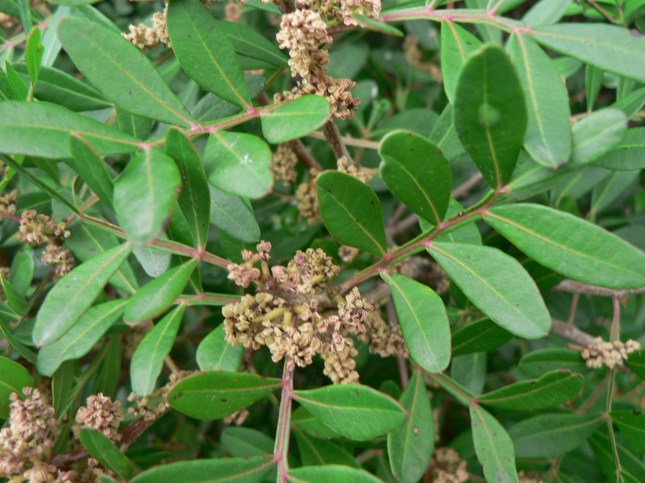 Pistacia lentiscus (3)