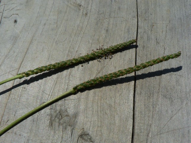 Plantago coronopus (1)