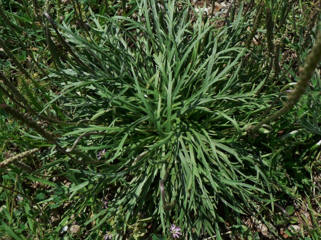 Plantago coronopus (10)