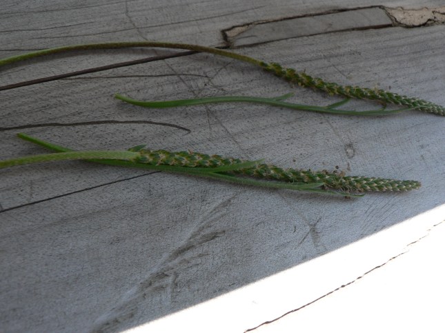 Plantago coronopus (2)