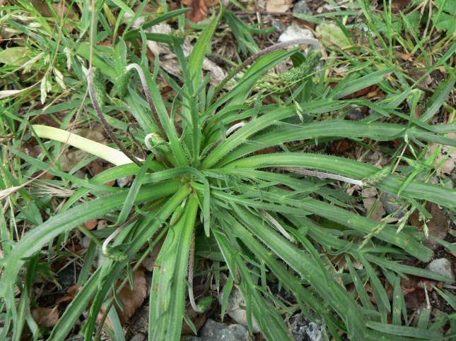 Plantago coronopus (3)