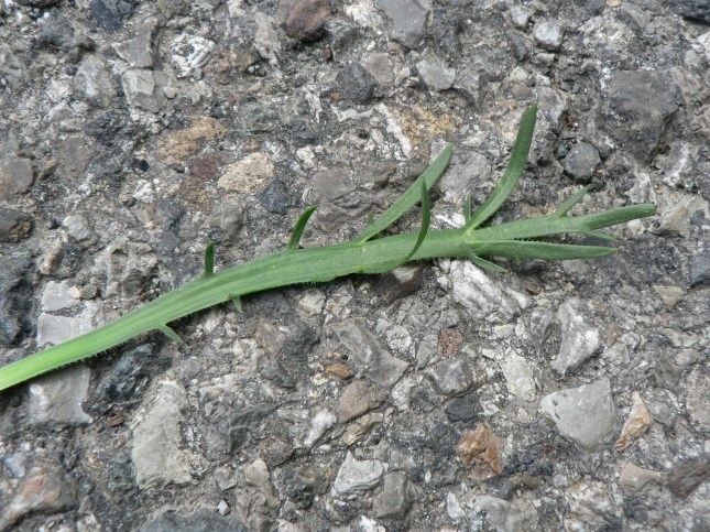 Plantago coronopus (4)