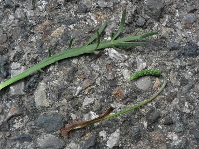 Plantago coronopus (6)