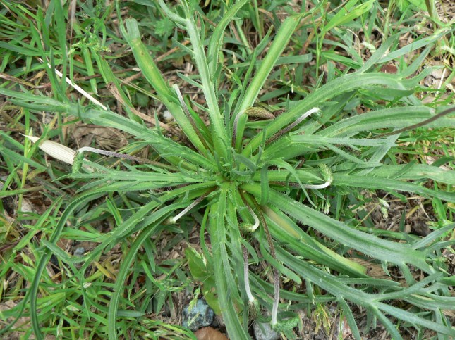 Plantago coronopus (7)