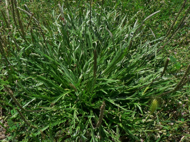Plantago coronopus (9)