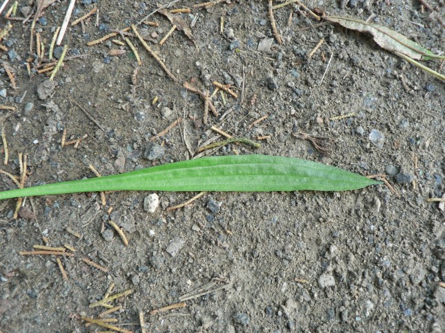 Plantago lanceolata (1)