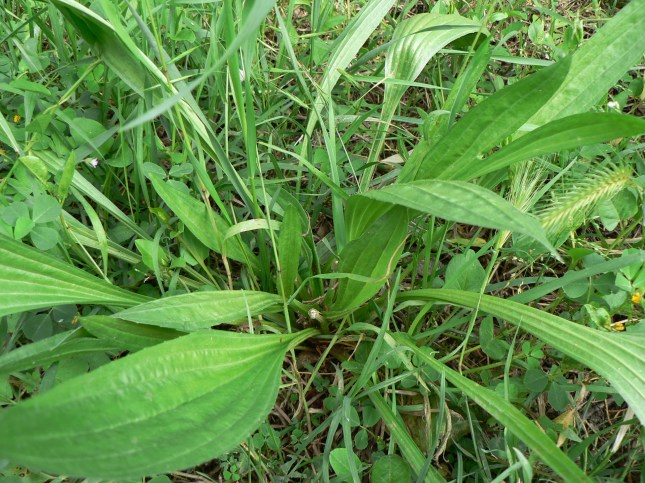 plantago lanceolata (3)