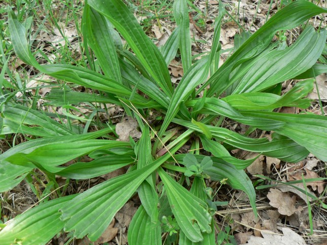 plantago lanceolata (4)