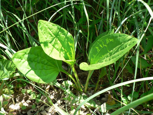 plantago major (1)