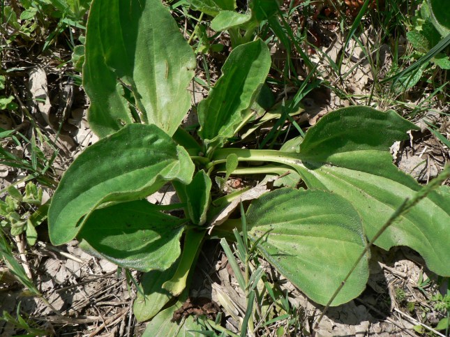 plantago major (2)