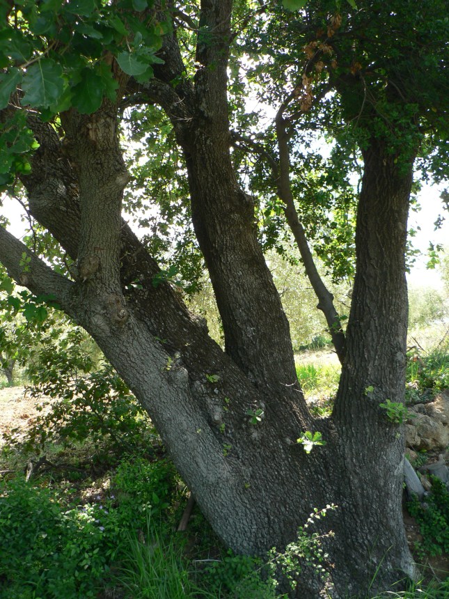 Quercia punto di riferimento (1)