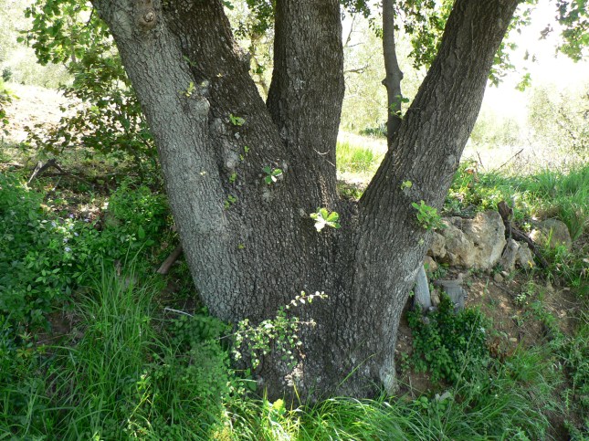 Quercia punto di riferimento (2)