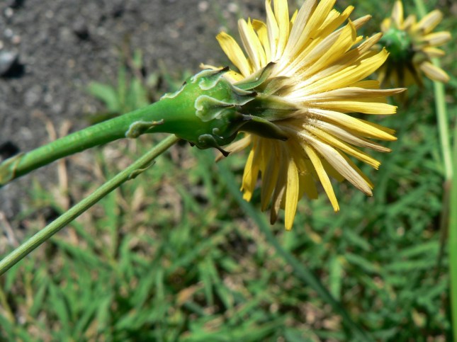 reicardia picroides (1)