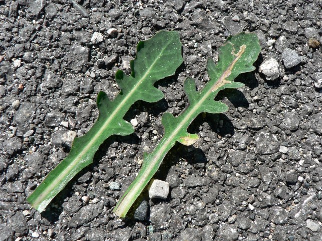 reicardia picroides (2)