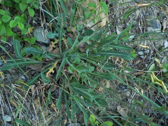 reicardia picroides (3)