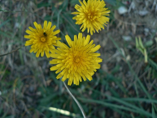 reicardia picroides (4)