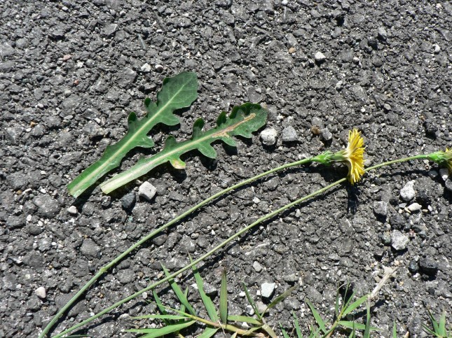 reicardia picroides (5)