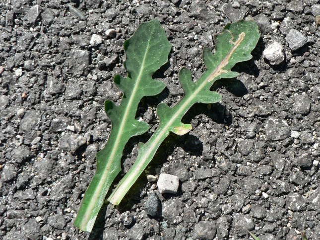 reicardia picroides (6)