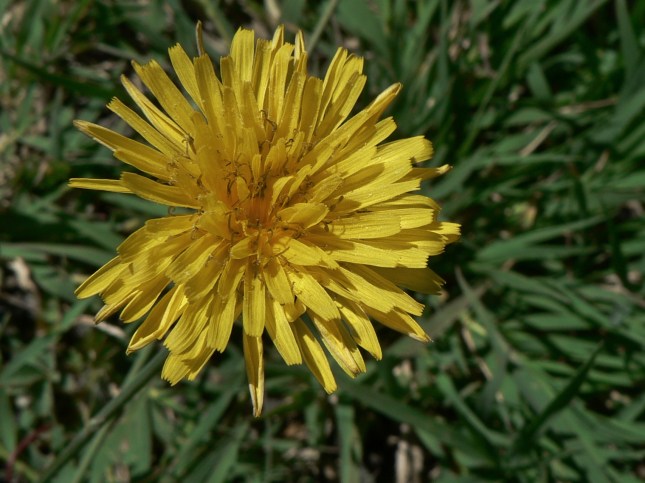 reicardia picroides (7)