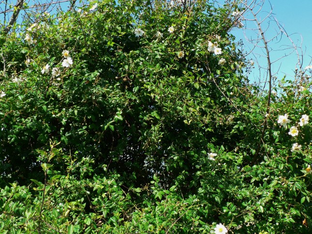 Rosa arvensis (1)
