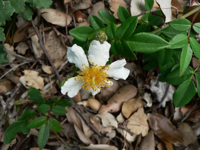 Rosa arvensis (2)