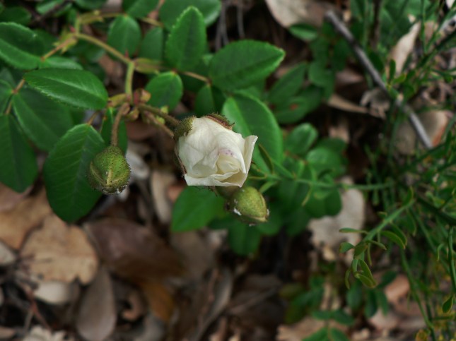 Rosa arvensis (3)