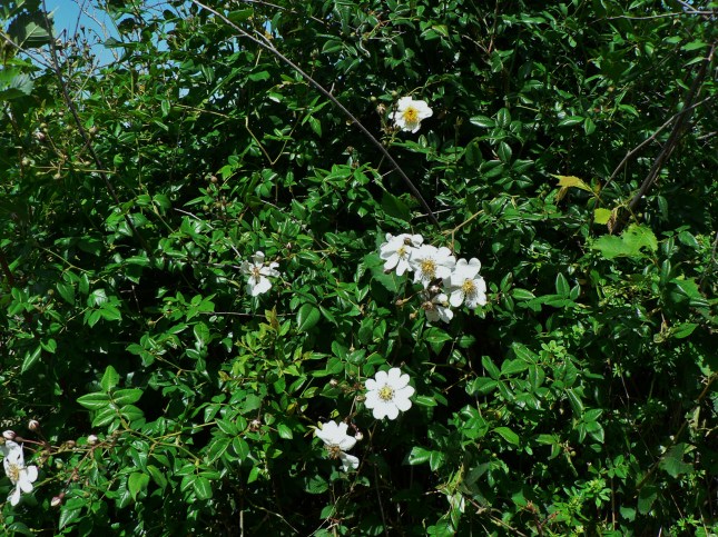 Rosa arvensis (4)