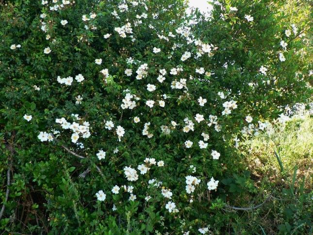rosa arvensis