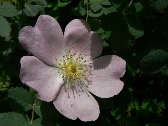 rosa canina (1)