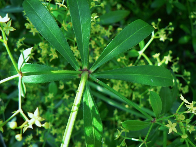rubia peregrina (4)