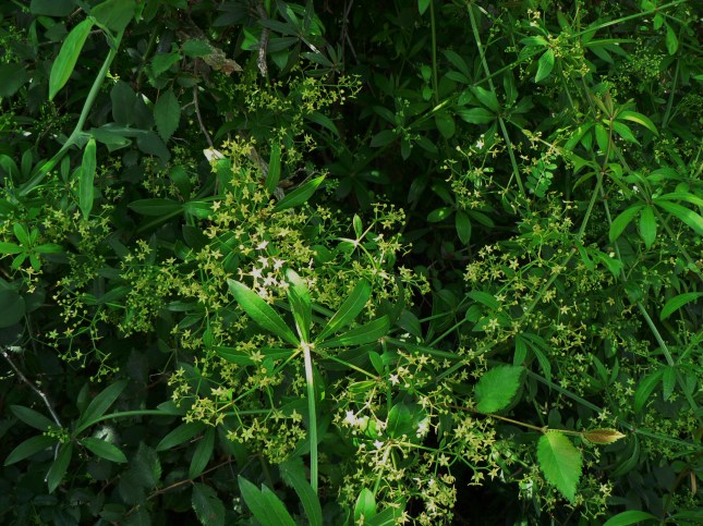 rubia peregrina (6)
