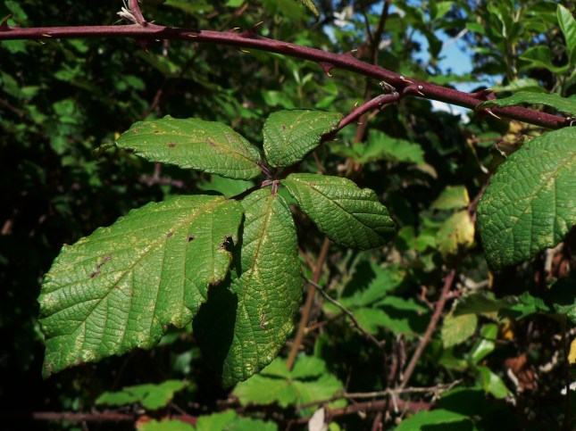 Rubus fruticosus(10)