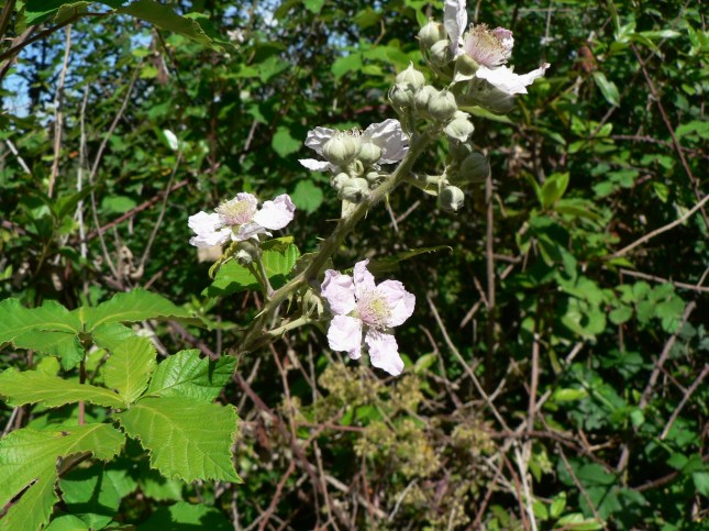 Rubus fruticosus(8)
