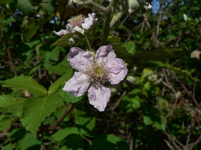 Rubus fruticosus(9)