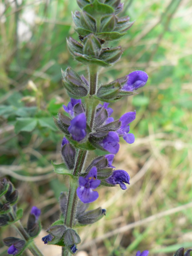 Salvia verbenaca (1)