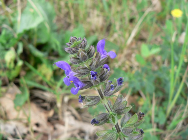 Salvia verbenaca (2)