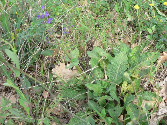 Salvia verbenaca (3)