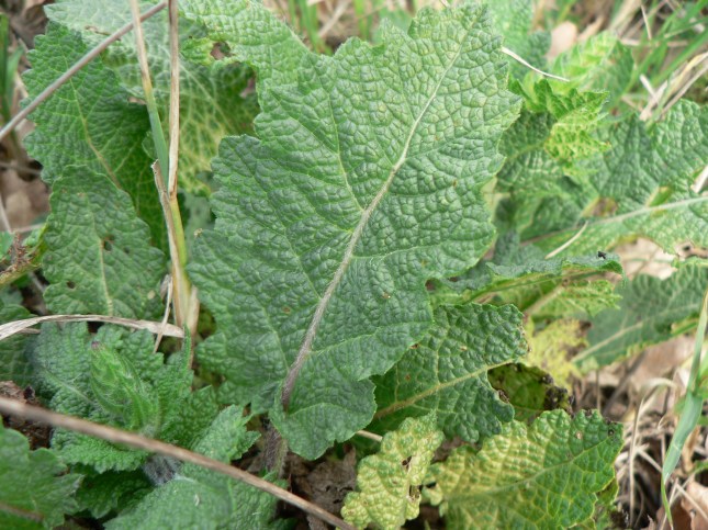 Salvia verbenaca (4)