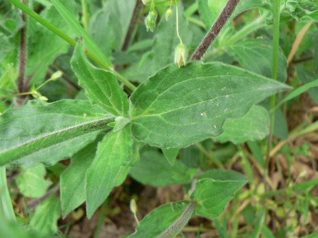 Silene latifolia (1)