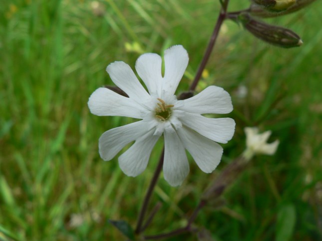 Silene latifolia (2)