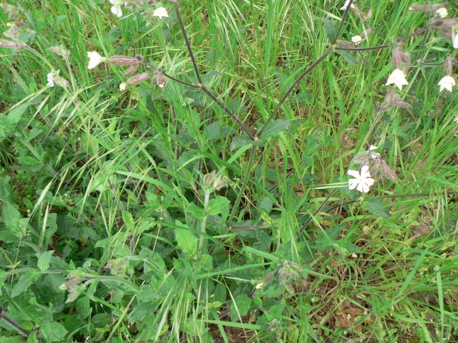 Silene latifolia (3)