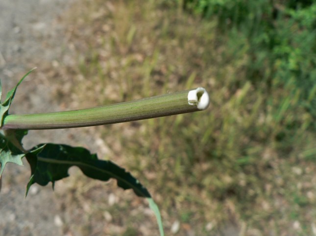 Soncus oleraceus (1)