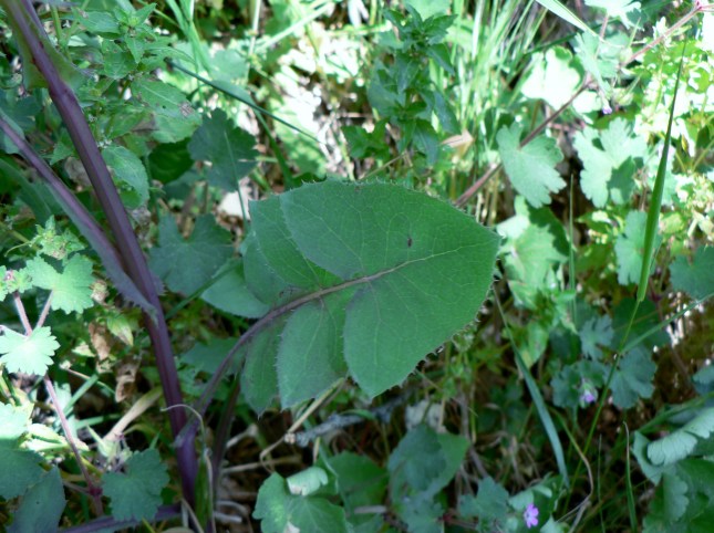 Soncus oleraceus (3)