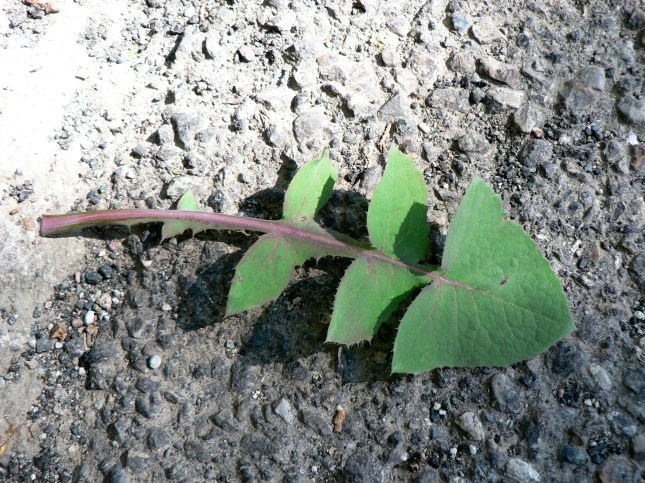 Soncus oleraceus (4)